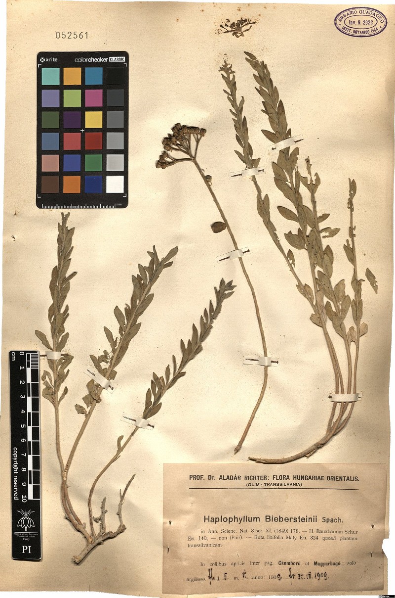 Haplophyllum buxbaumii subsp. buxbaumii photo 3