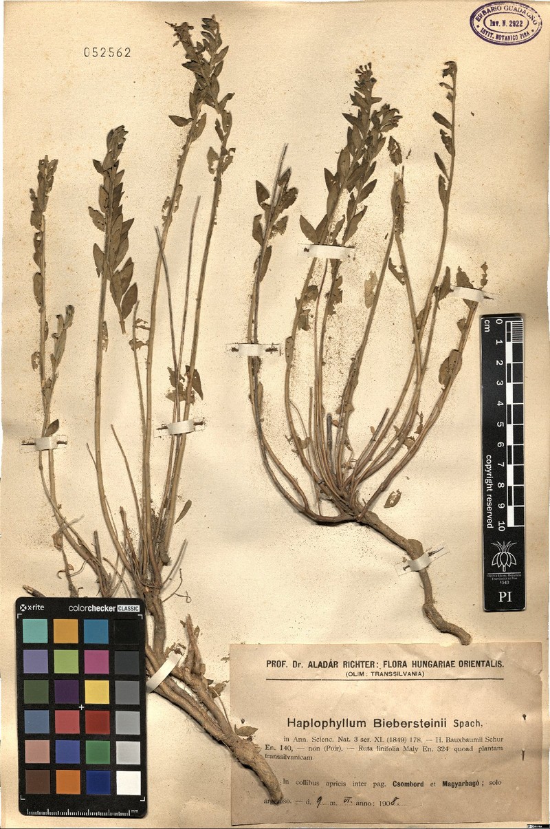 Haplophyllum buxbaumii subsp. buxbaumii photo 4