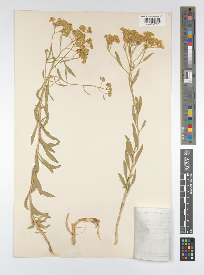Haplophyllum buxbaumii subsp. mesopotamicum photo 3