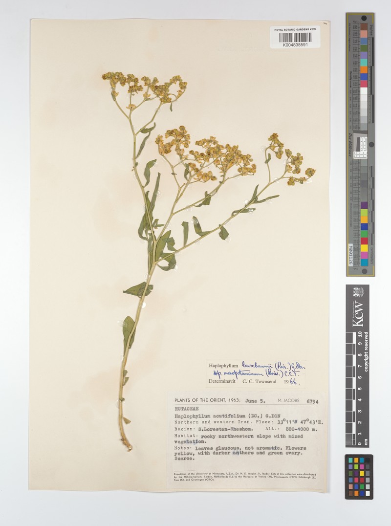Haplophyllum buxbaumii subsp. mesopotamicum photo 4