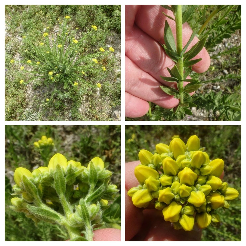Haplophyllum linifolium subsp. linifolium photo 2