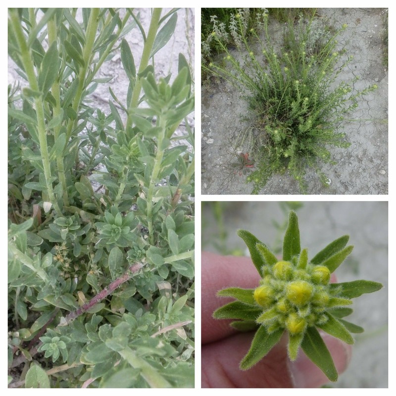 Haplophyllum linifolium subsp. linifolium photo 3