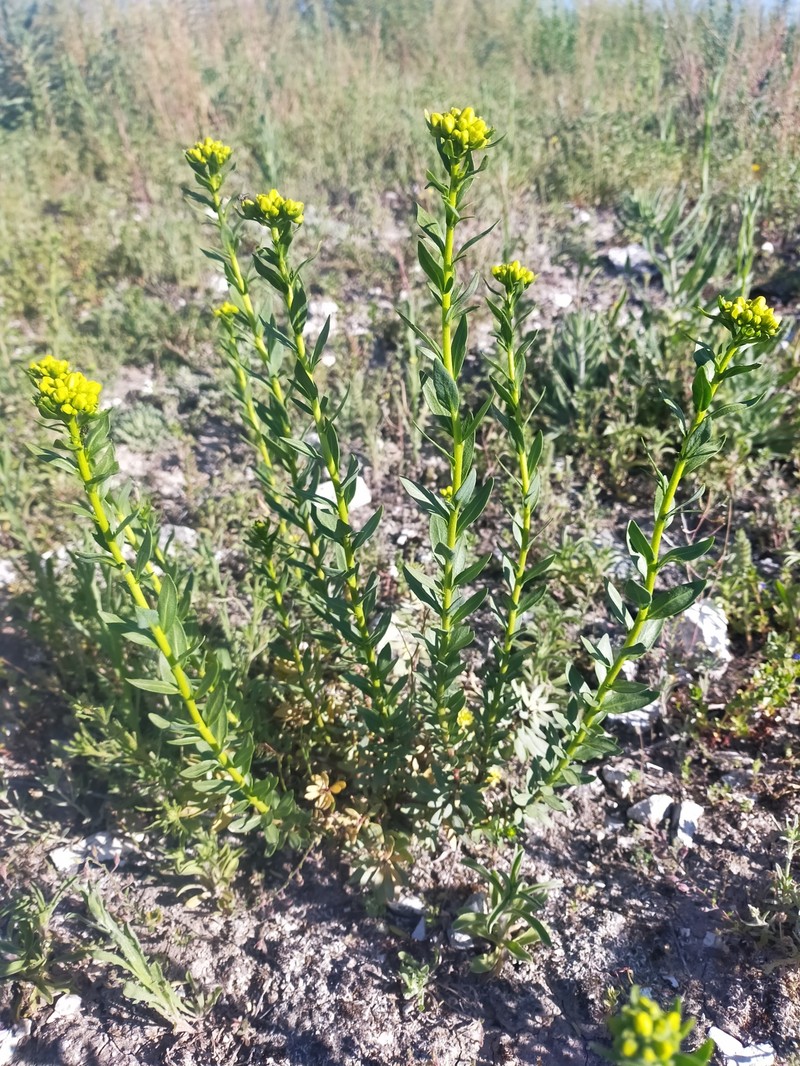 Haplophyllum linifolium subsp. linifolium photo 5