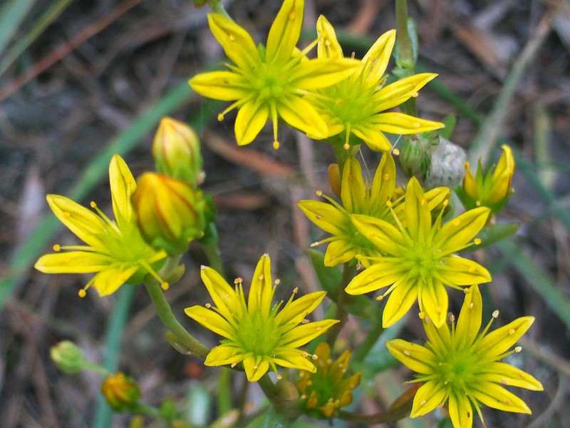 Haplophyllum linifolium subsp. linifolium