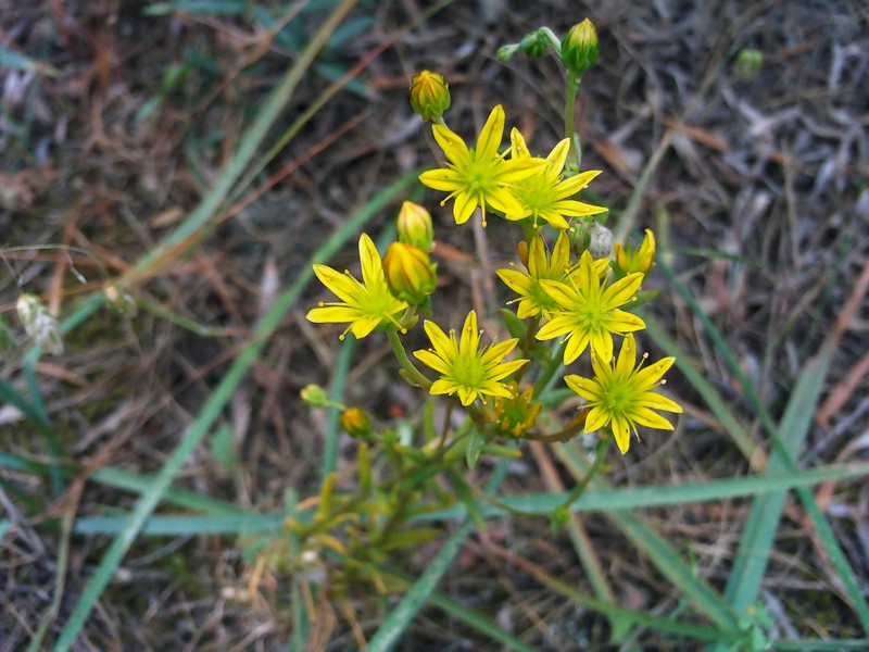 Haplophyllum linifolium subsp. linifolium photo 6