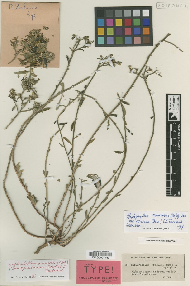 Haplophyllum suaveolens var. cilicicum