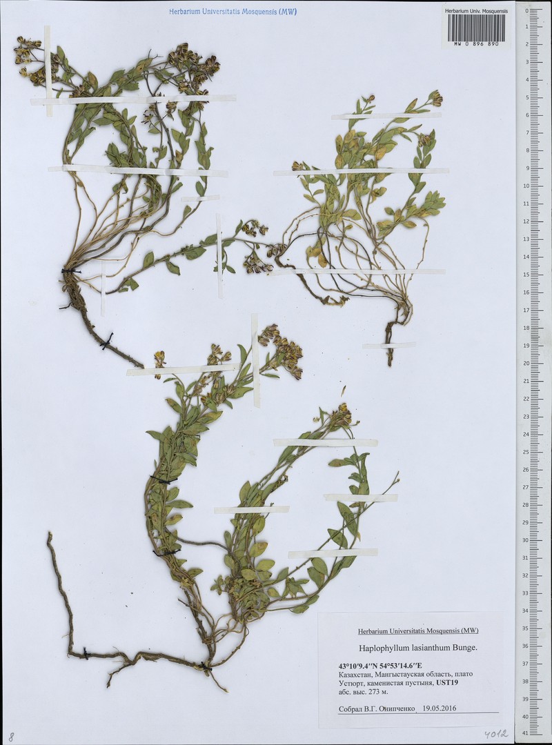 Haplophyllum versicolor subsp. versicolor