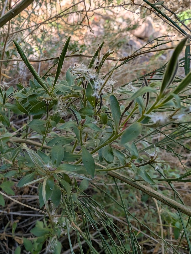 Cockroachplant photo 7