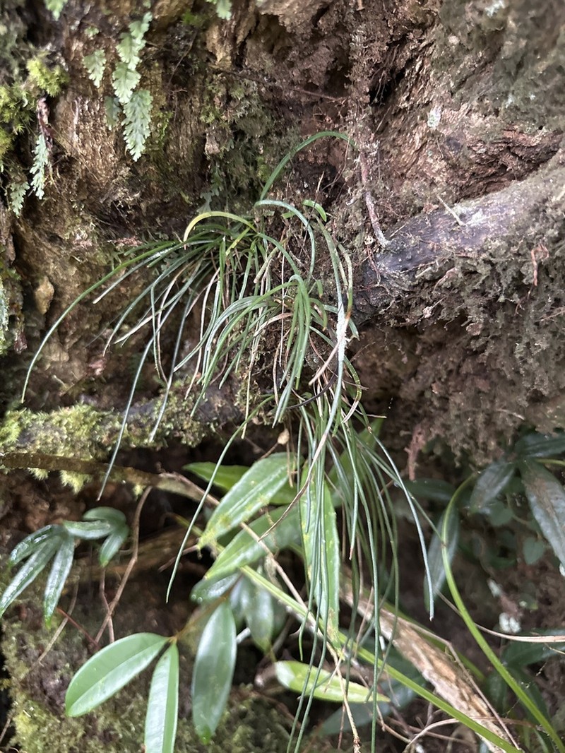 Haplopteris alternans