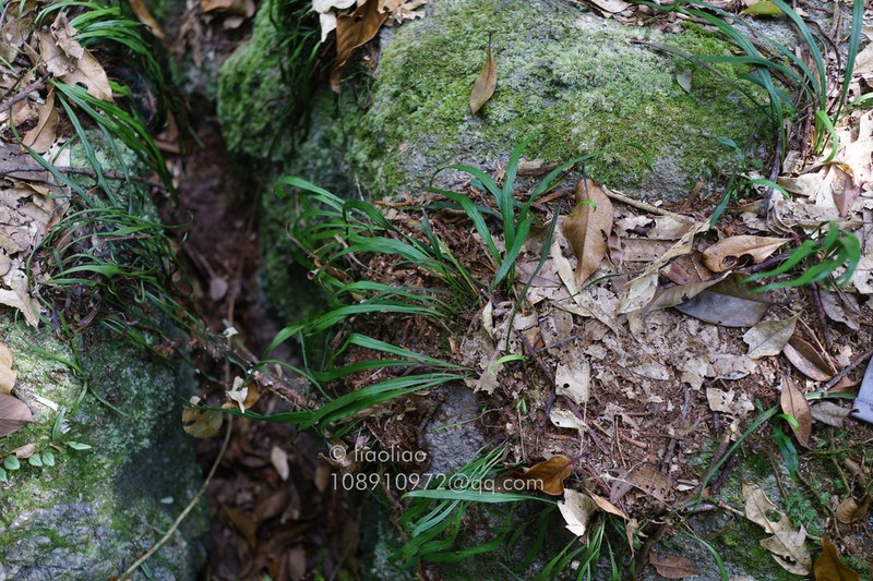 Haplopteris amboinensis