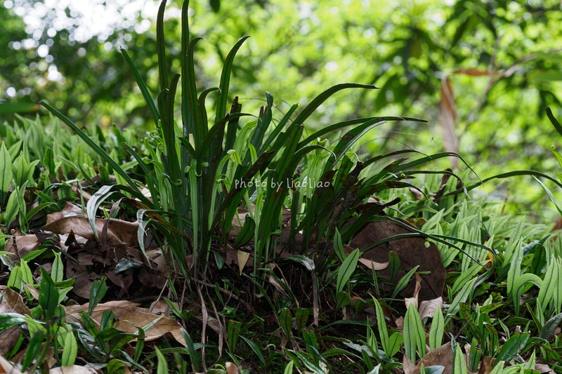 Haplopteris amboinensis photo 2