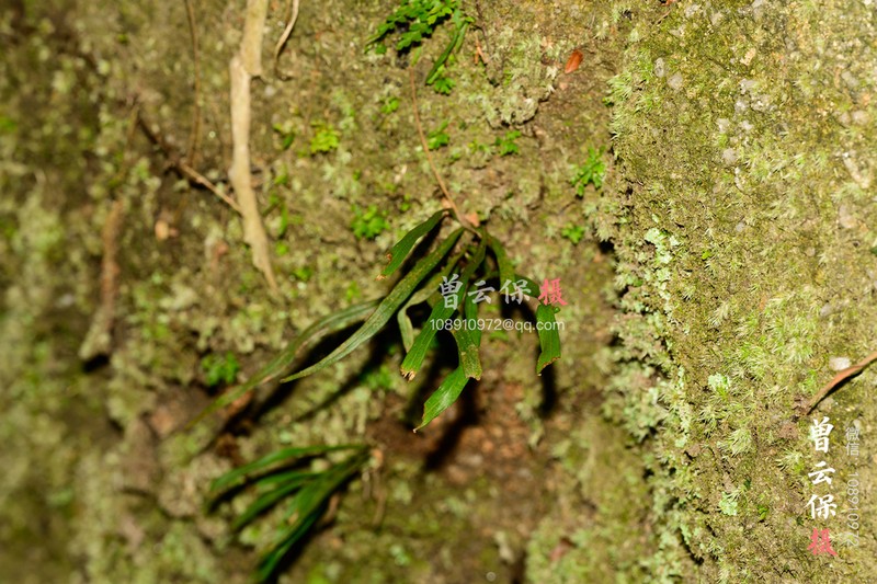 Haplopteris amboinensis photo 3