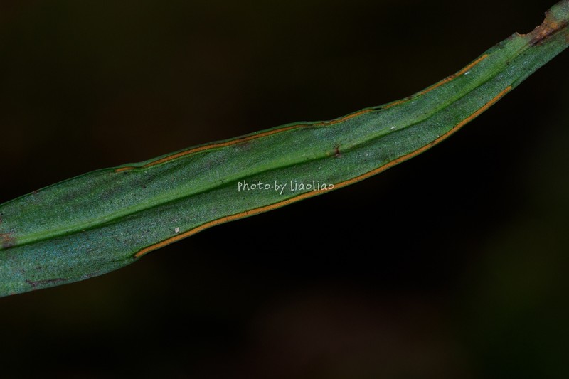 Haplopteris amboinensis photo 4