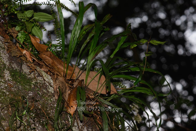 Haplopteris amboinensis photo 5