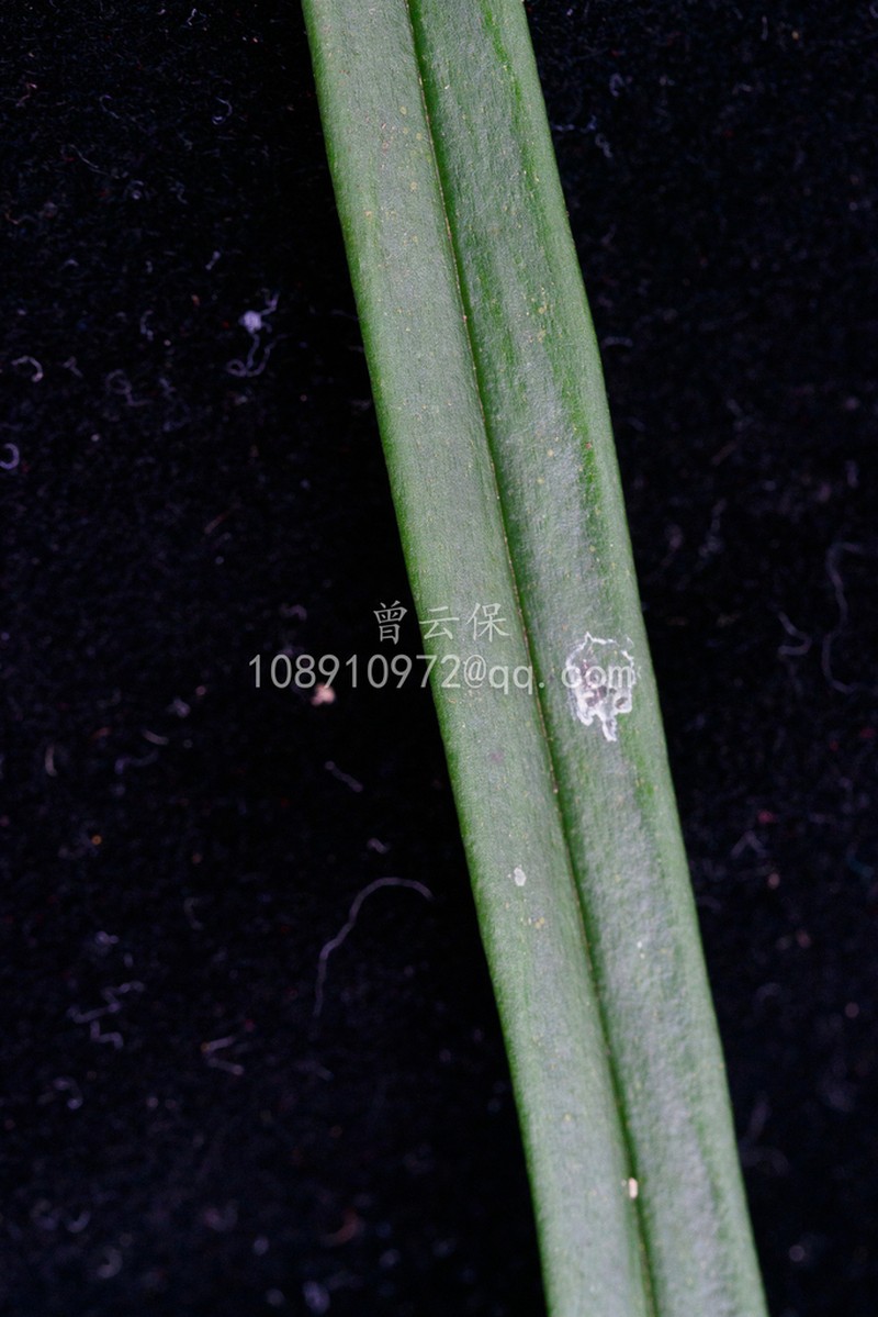 Haplopteris amboinensis photo 6