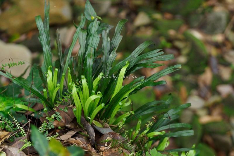 Haplopteris amboinensis photo 7