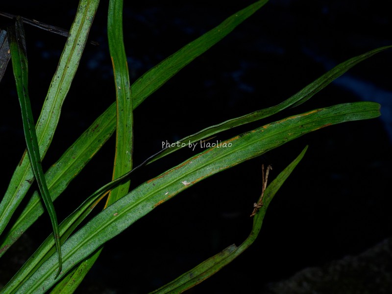 Haplopteris amboinensis photo 8