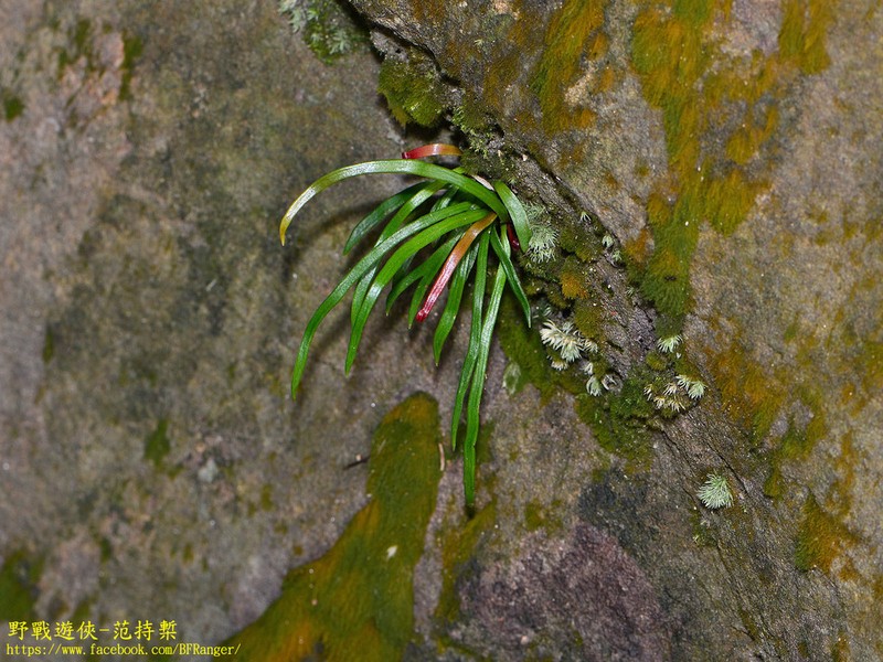 Haplopteris anguste-elongata