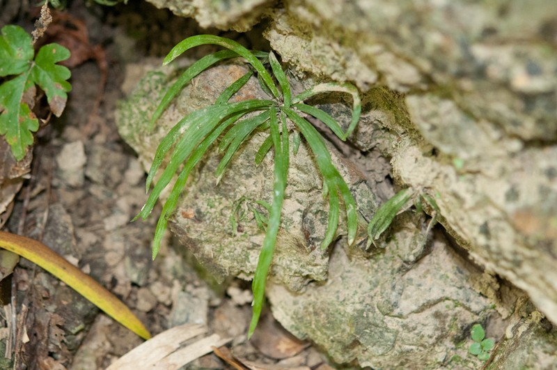 Haplopteris anguste-elongata photo 2