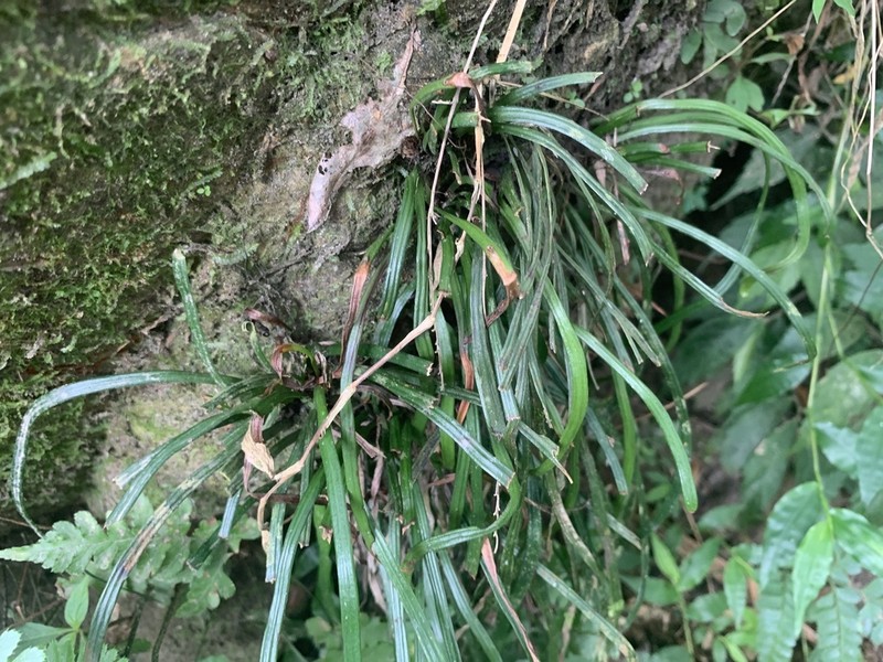 Haplopteris anguste-elongata photo 3