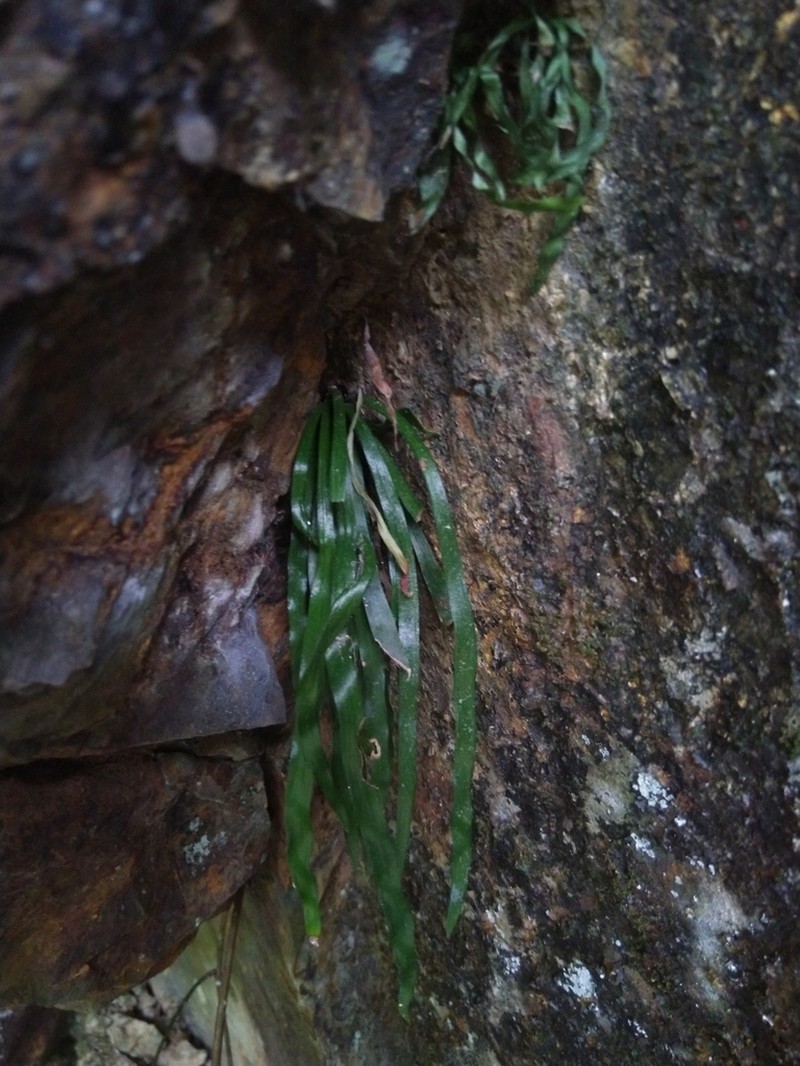 Haplopteris anguste-elongata photo 4