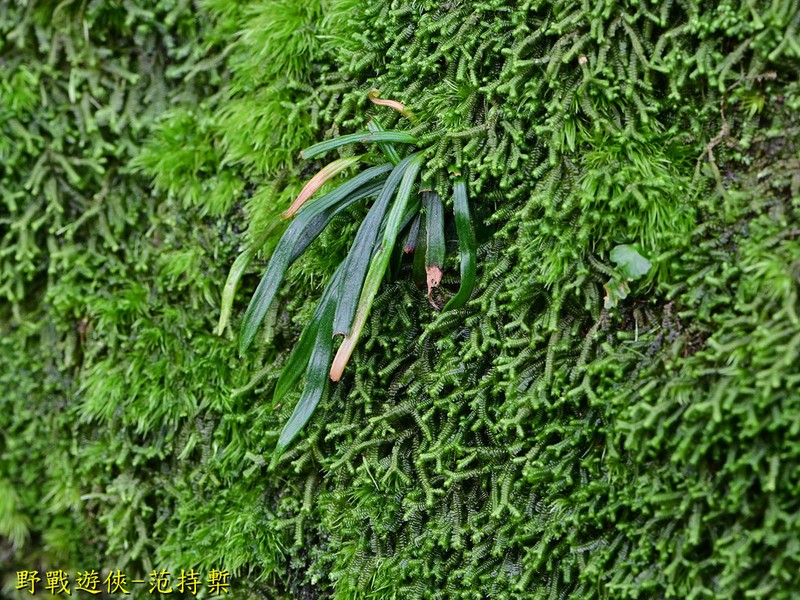 Haplopteris anguste-elongata photo 5
