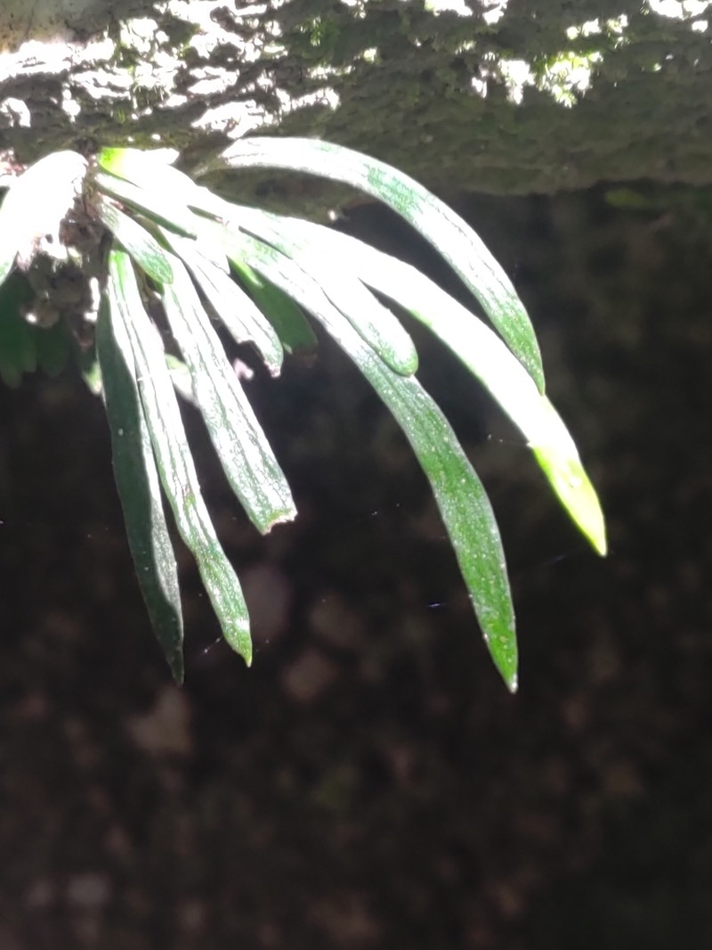 Haplopteris anguste-elongata photo 6