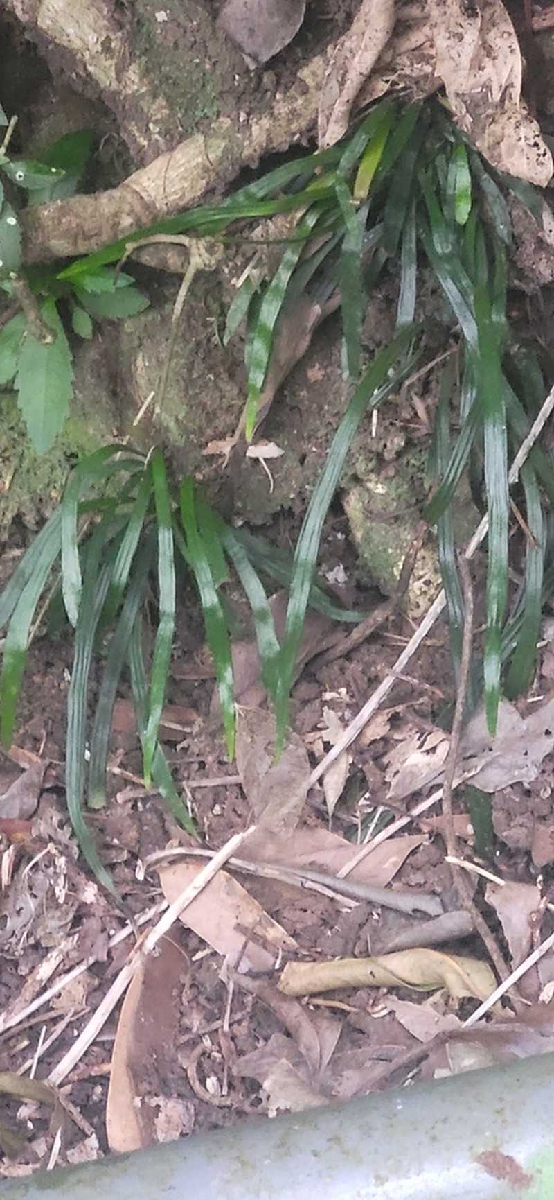 Haplopteris anguste-elongata photo 8