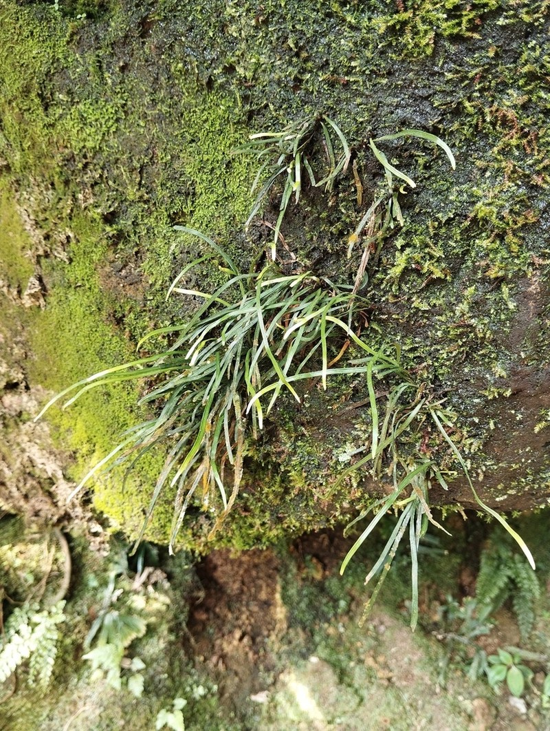 Haplopteris angustifolia
