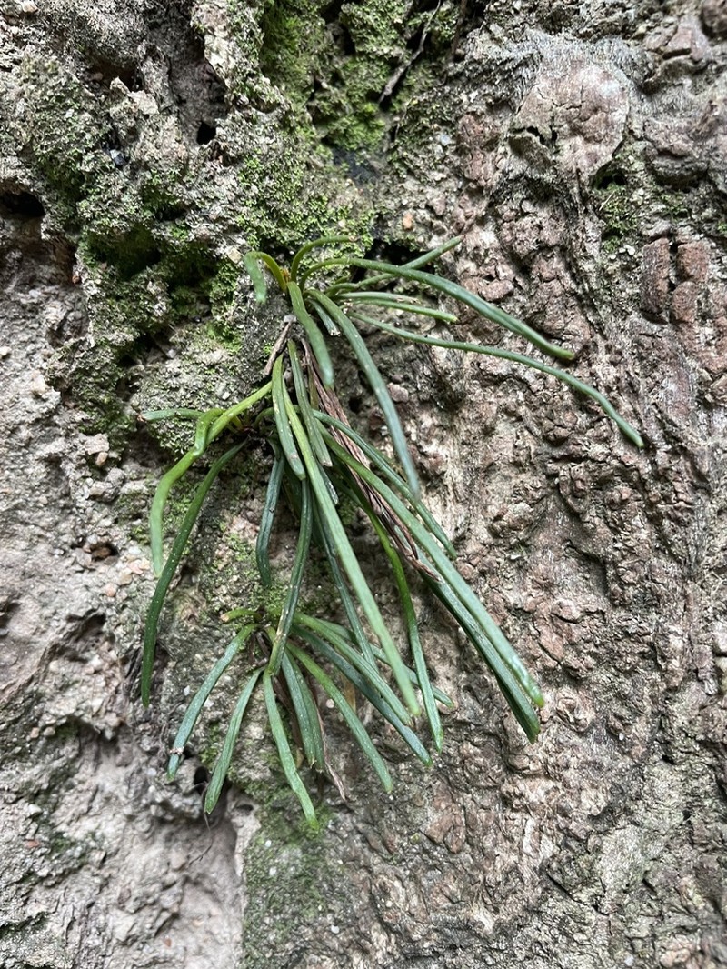 Haplopteris angustifolia photo 2