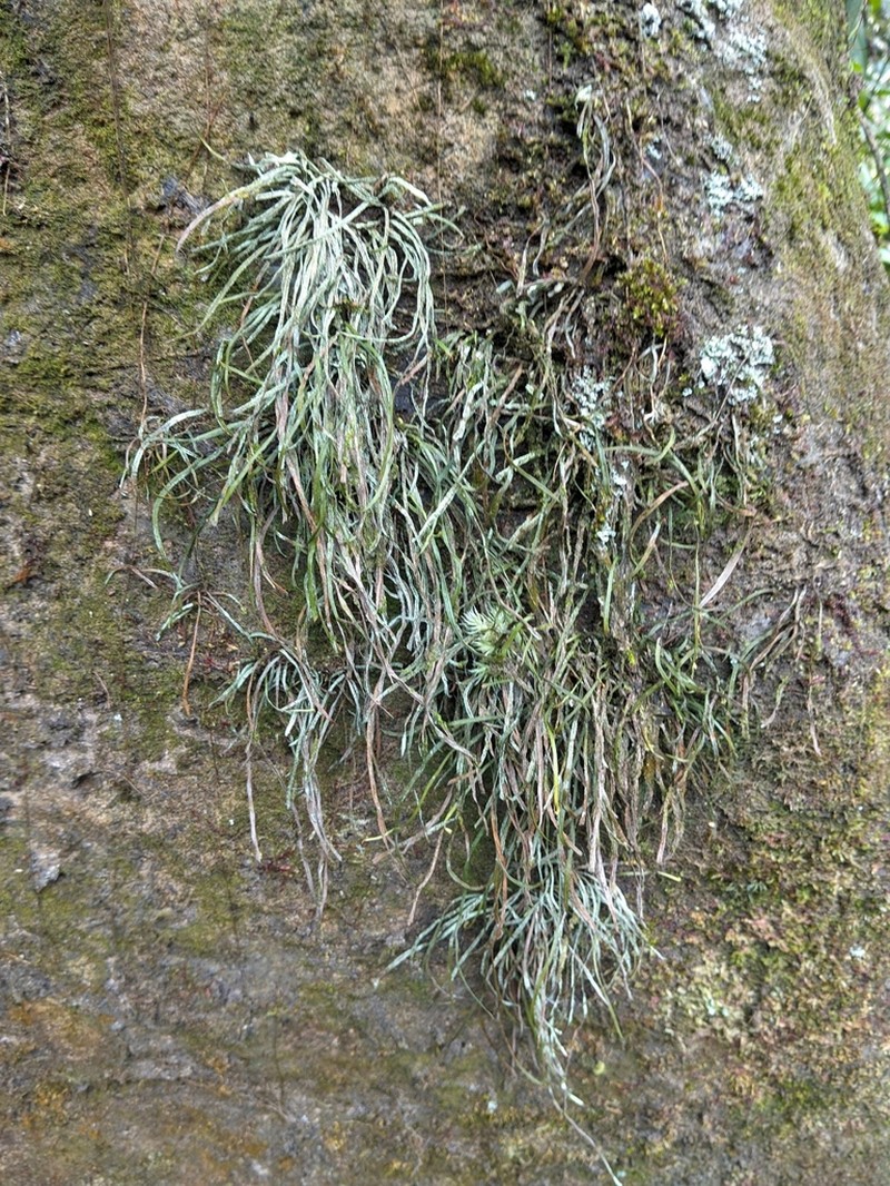 Haplopteris angustifolia photo 3