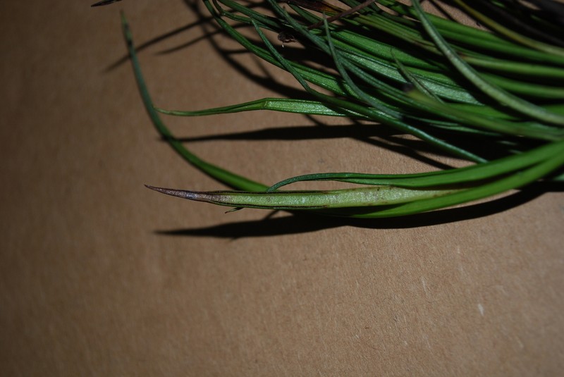 Haplopteris angustifolia photo 4