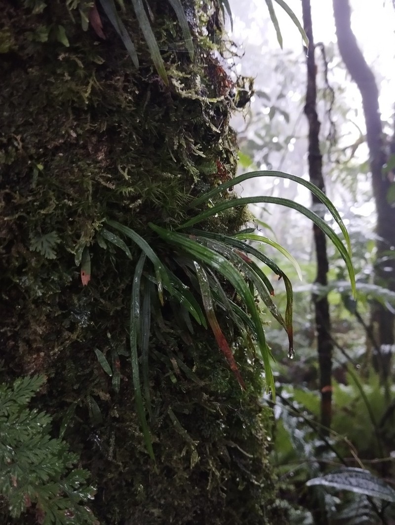 Haplopteris angustifolia photo 5