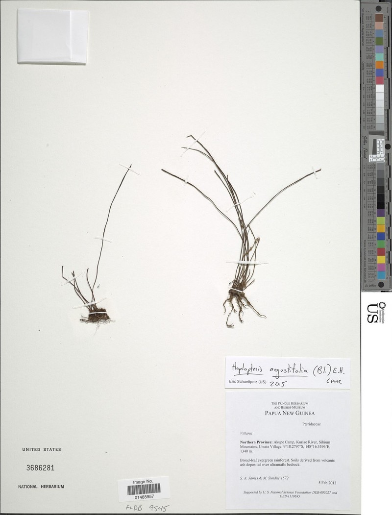 Haplopteris angustifolia photo 6