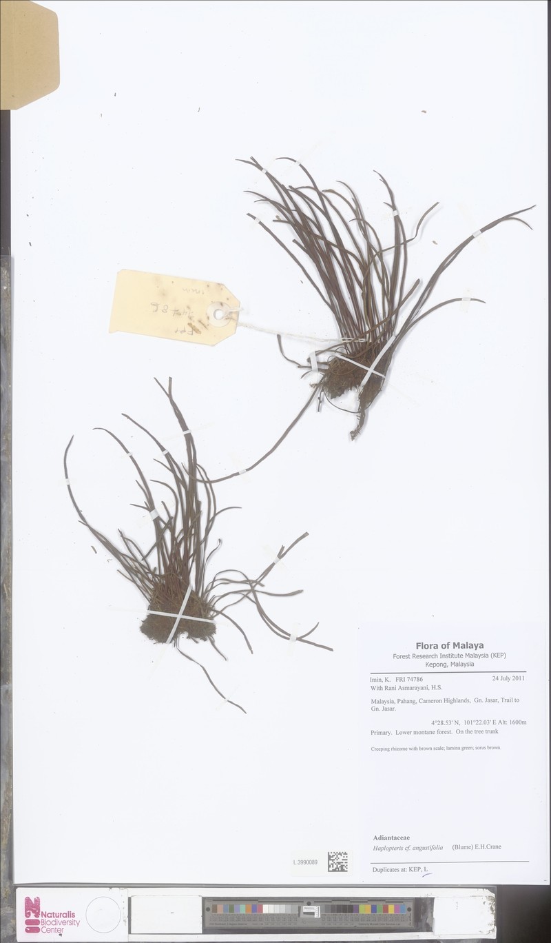 Haplopteris angustifolia photo 7