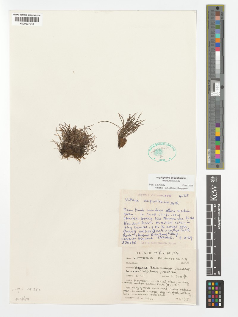 Haplopteris angustissima