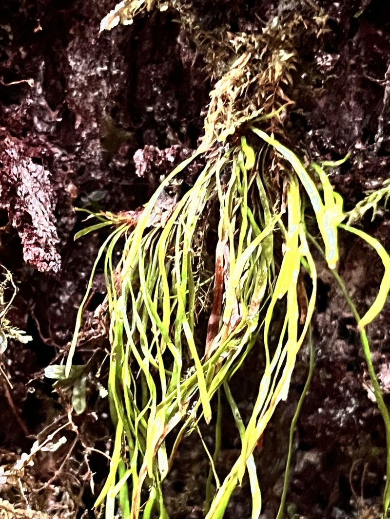 Haplopteris capillaris
