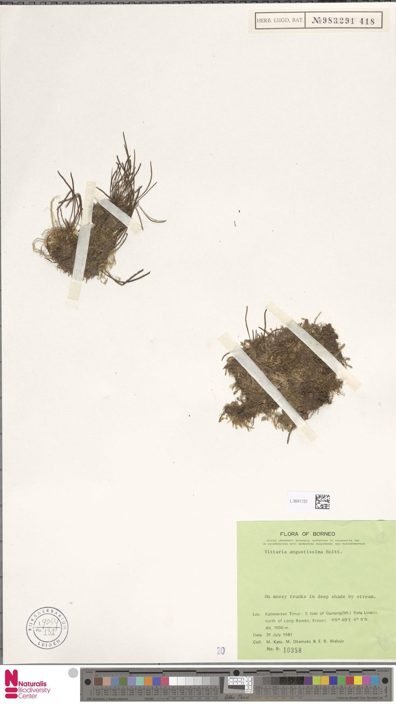 Haplopteris capillaris photo 2