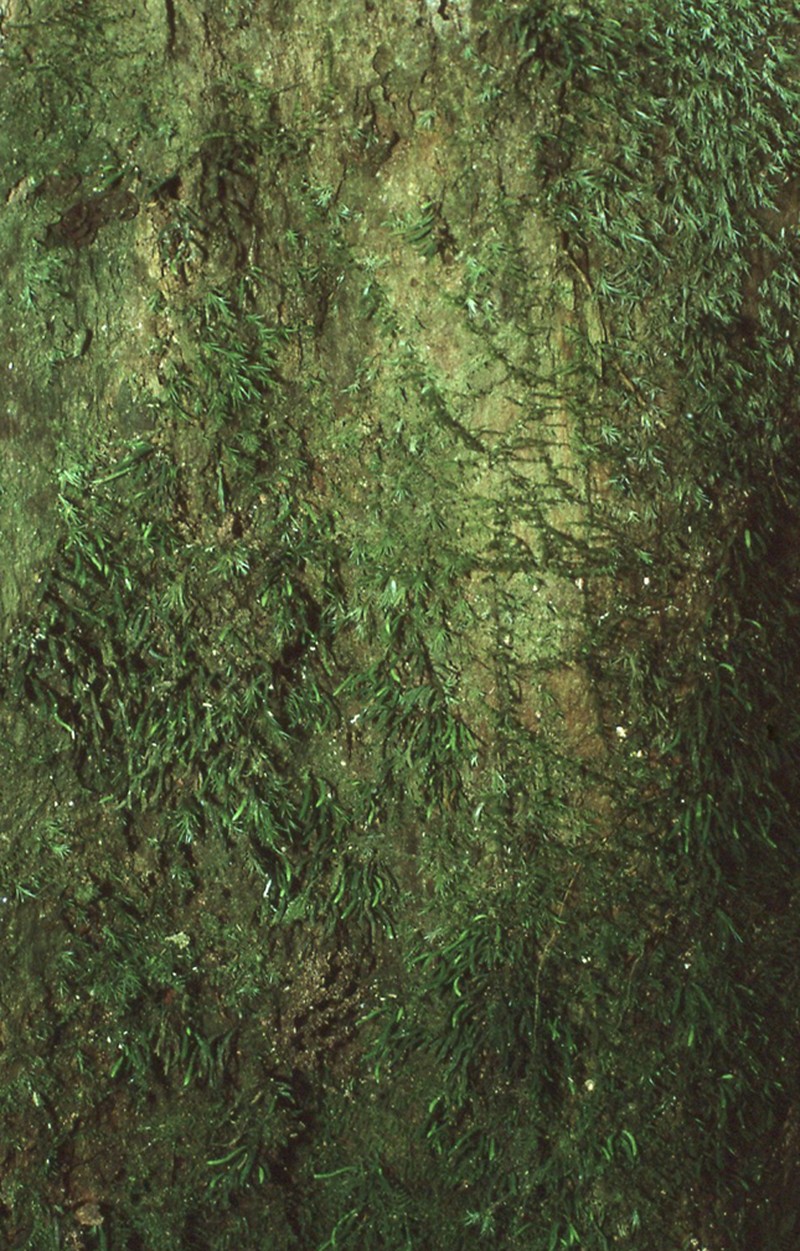 Haplopteris dareicarpa photo 2