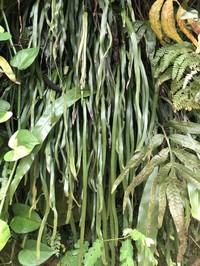 Stiff Shoestring Fern