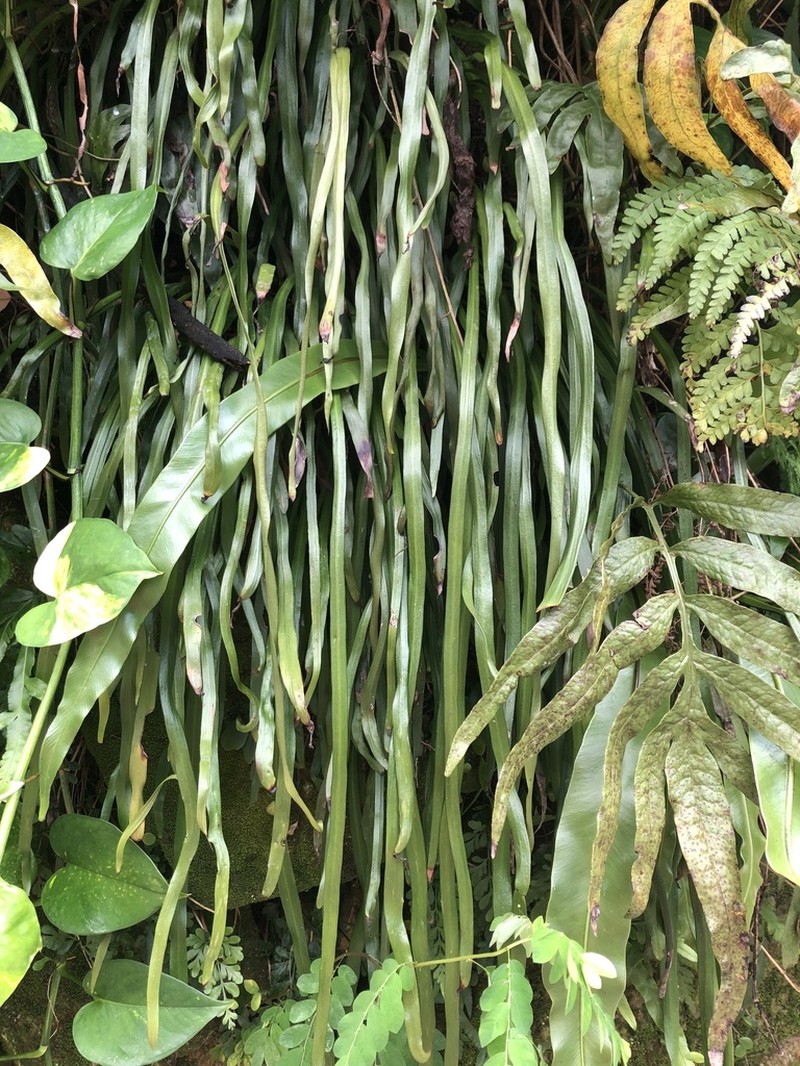 Stiff Shoestring Fern