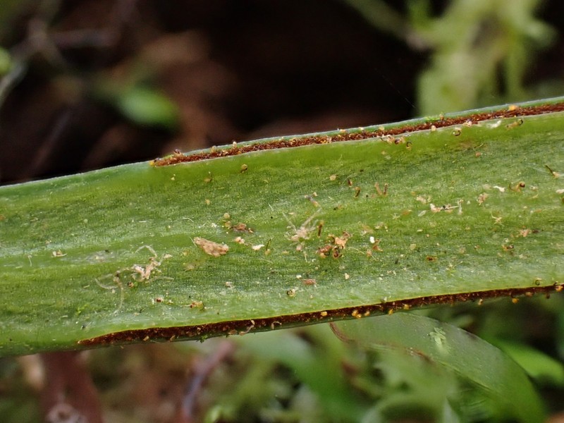 Stiff Shoestring Fern photo 2