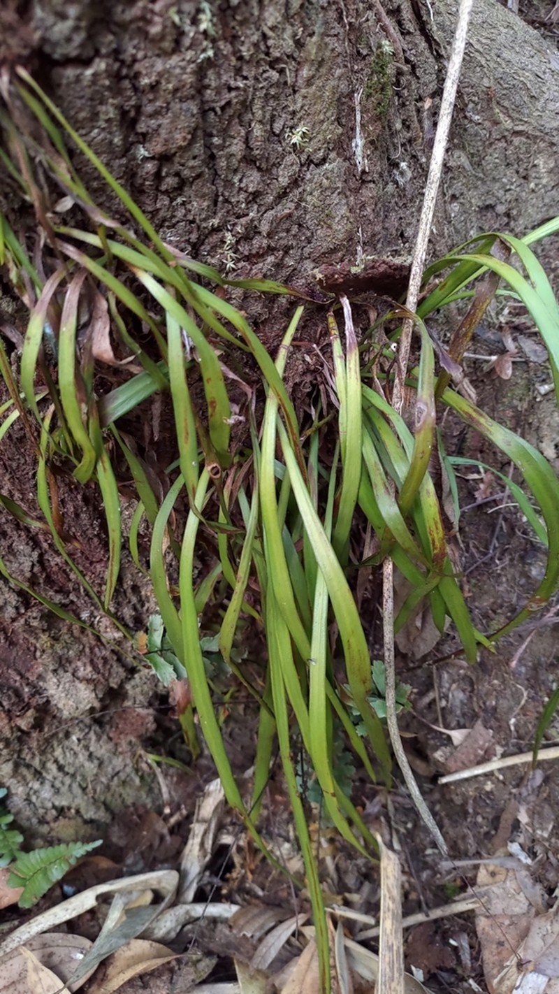 Stiff Shoestring Fern photo 3