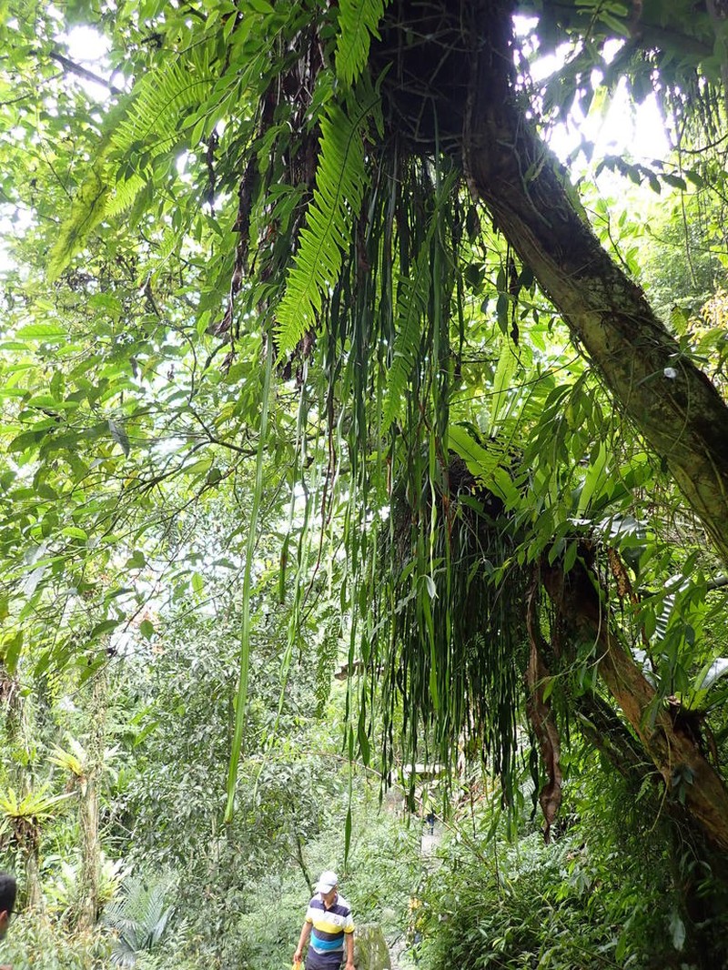 Stiff Shoestring Fern photo 4