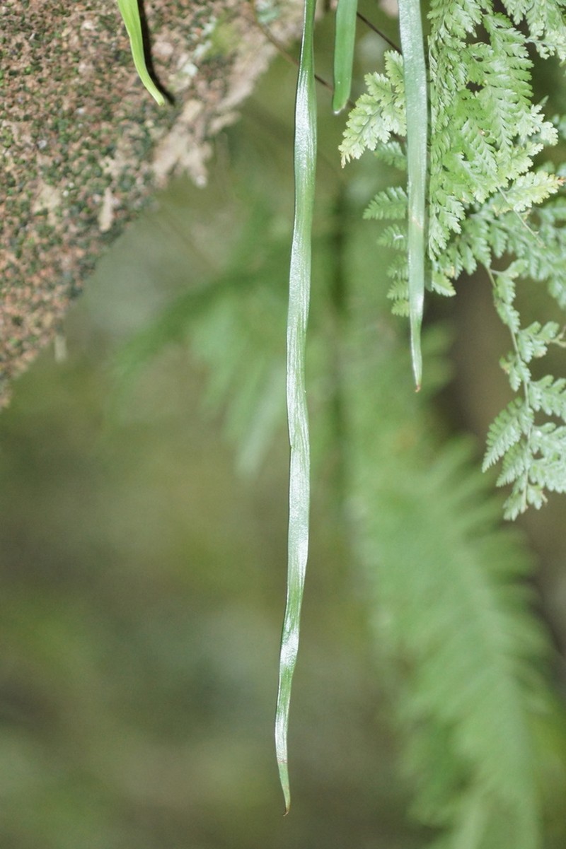 Stiff Shoestring Fern photo 5