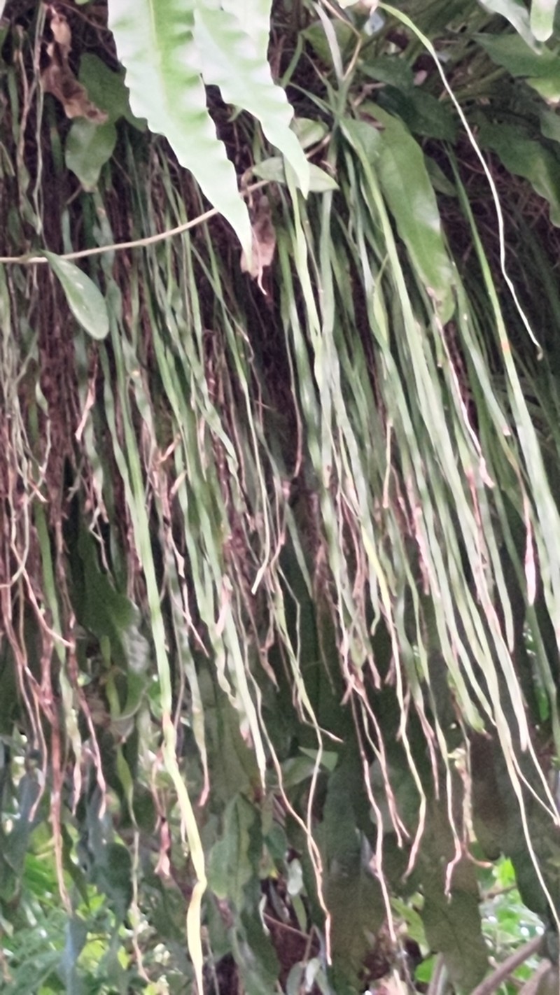 Stiff Shoestring Fern photo 6