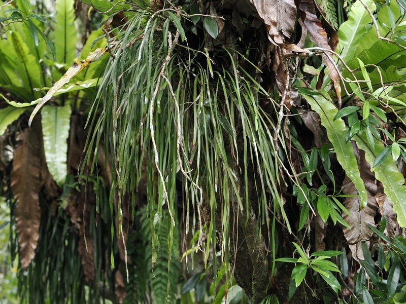Stiff Shoestring Fern photo 7