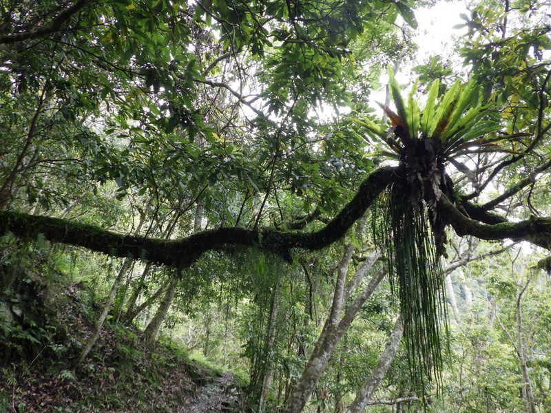 Stiff Shoestring Fern photo 8