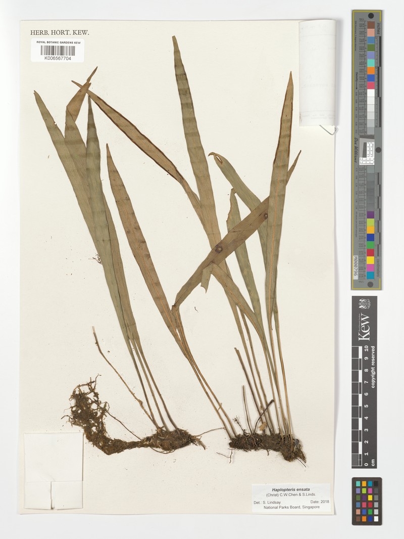 Haplopteris ensata