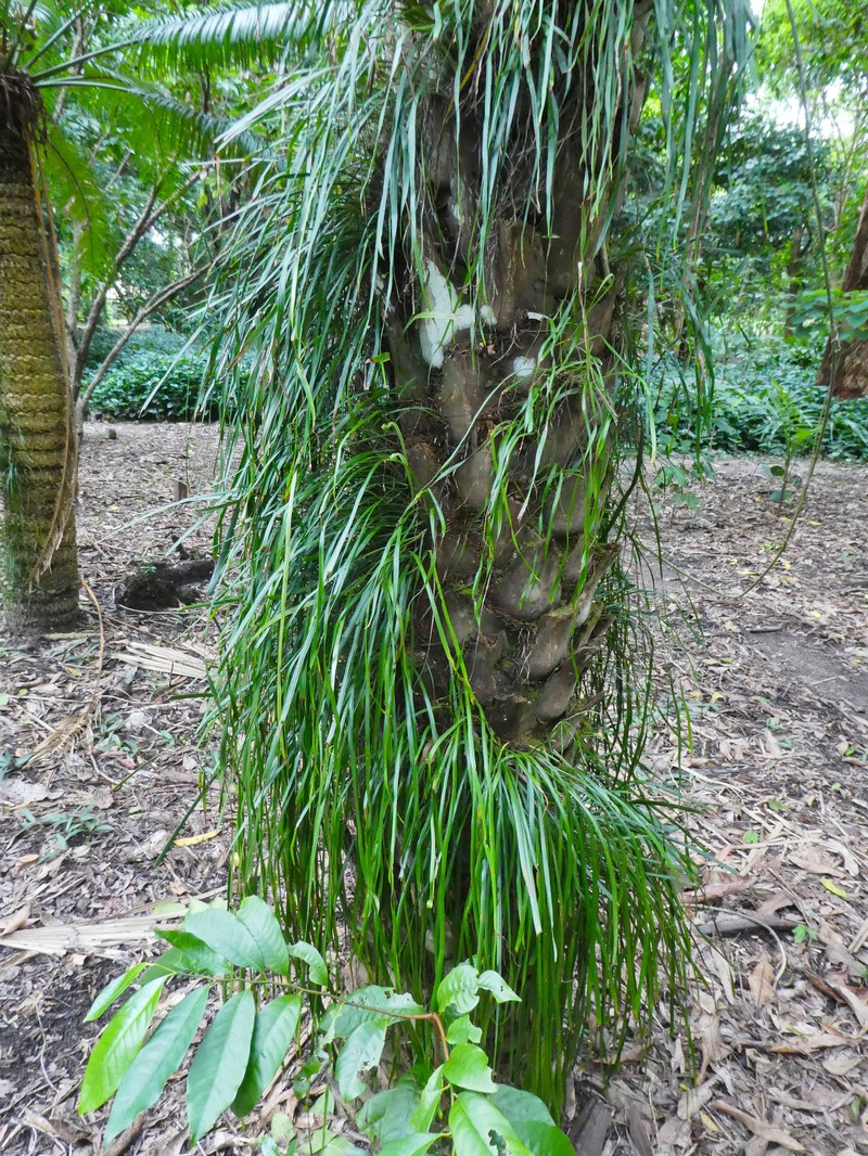 Haplopteris ensiformis